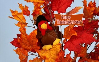 Turkey In Leaves Wallpaper Photos Kate Net Created