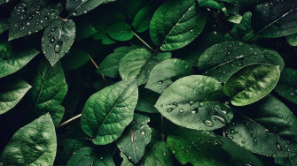 Plant Aesthetic Wallpaper