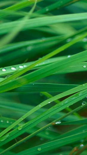 Lg G3 HD Grass Leaf Macro Wallpaper