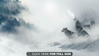 Wolf Wallpaper Photos And Desktop Background Up To 8k