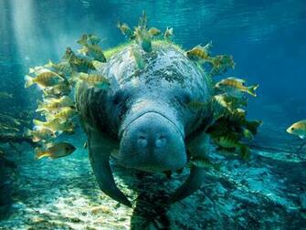 Manatee Computer Wallpaper Desktop Background