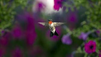 Hummingbird Computer Wallpaper Desktop Background Id