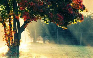 Nature Sun Trees Autumn Morning Wallpaper HD Desktop And