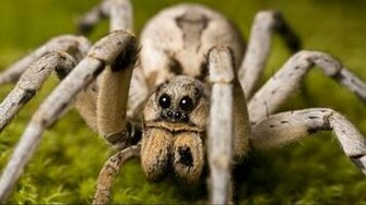 Spider Wallpaper