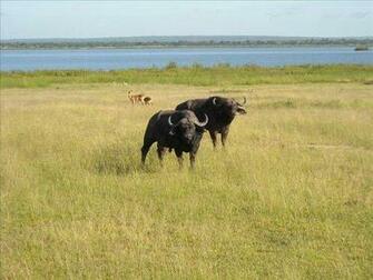 Cape Horn Buffalo With Blue Nile Photo