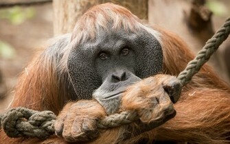 Animal Orangutan Wallpaper