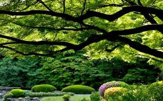 Shinjuku Gyoen Wallpaper 1080p