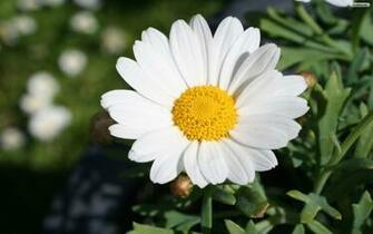 Daisy Wallpaper Photo Desktop
