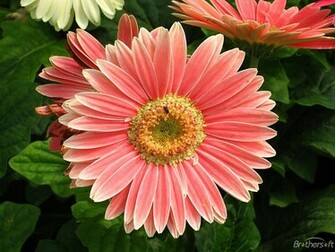 Playcolors Flowers Screensaver