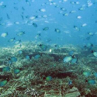 Reef Fish
