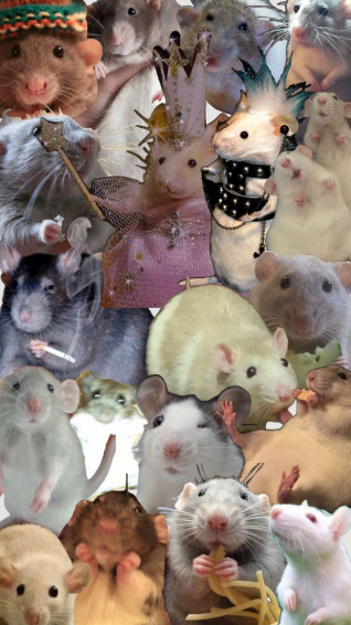 I Got Bored So Rat Collage Cute Patterns Wallpaper Edgy