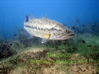 Bass Fishing Wallpaper Pictures The Ultimate