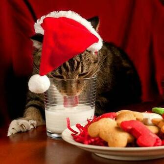 Christmas Pets iPad Wallpaper Cats