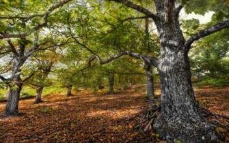 Oak Tree Wallpaper Green HD Desktop