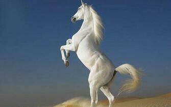 Horses Image