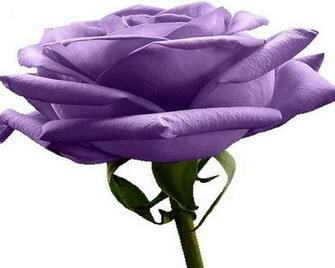 Purple Flower White Background