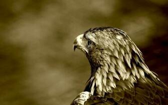 HD Dangerous Kite Wallpaper X Resolution Birds