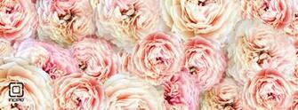 Peonies Desktop Background Wallpaper Jpg
