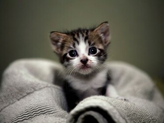 Proxecto Gato Cats Wallpaper By BigHDwallpaper