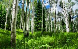 Spring Forest Wallpaper