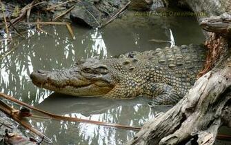 Wallpaper Crocodile Animals Australia