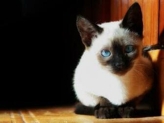 Siamese Cat Wallpaper HD Desktop Background