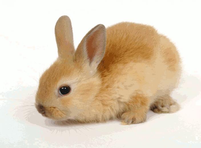 Rabbit Wallpaper For Desktop