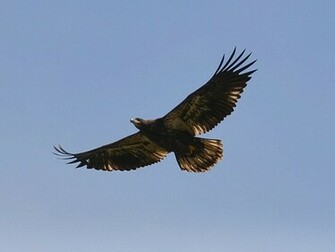 Tag Juvenile Bald Eagle Wallpaper Background Photos Image And