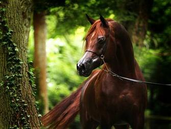 Arabian Horse Wallpaper