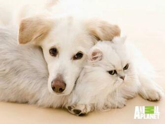 Dogs And Cats Vs Wallpaper