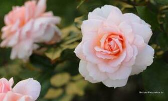 Wallpaper White Rose Photo Background
