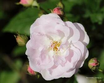 Wallpaper White Pink Rose Background