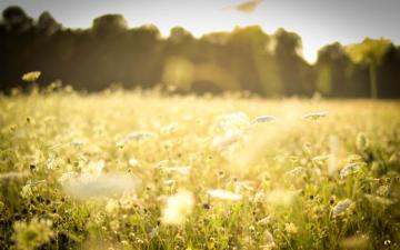 Meadow Wallpaper