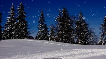 Winter Forest On Snowy Day HD Wallpaper Background Image