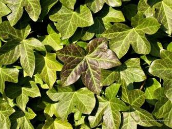 Ivy Wallpaper