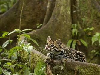 Background Collections Ocelot Wallpaper