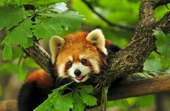 Nature Forest Wallpaper