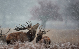 Snowflake Snow Field Season Winter Animal Deer HD Wallpaper