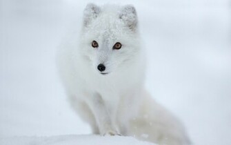 Arctic Fox Animal HD Wallpaper