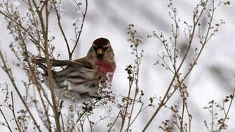 Bird In Winter Wallpaper