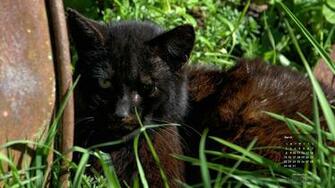 March Cat Of The Month Wallpaper Old One Eye Feral Life