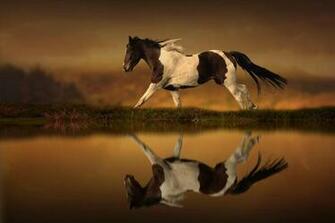 HD Wallpaper Horse Stallion Family Jumping Grassland Animal