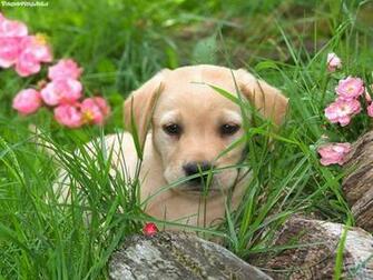 Lab Puppy Wallpaper And Screensavers Printable Coloring S