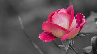 Wallpaper Next Rosa Pink