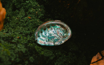 Abalone Shell On Mossy Stone Wallpaper