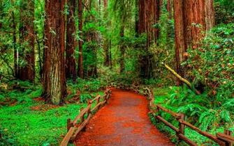 Virgin Forest Mac Wallpaper Allmacwallpaper