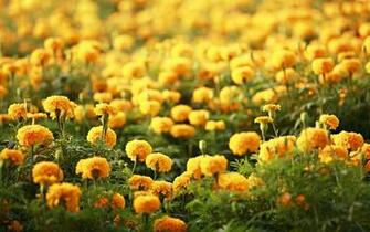 Flower Wallpaper HDwallpaperexperts Spot