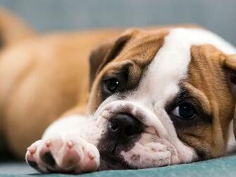 Pics Photos Bulldog Puppies Wallpaper
