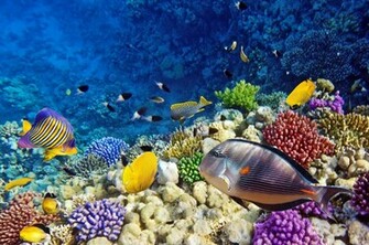 On November By Stephen Comments Off Coral Reef Wallpaper