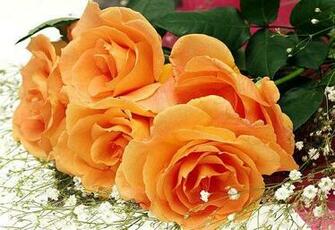 Pictures Beautiful Flowers Desktop Photos Colorful